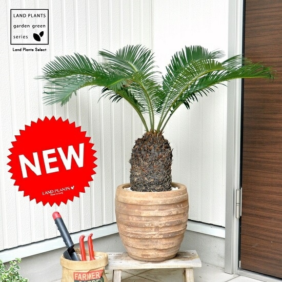 ソテツ 約110cm テラコッタ鉢 テラコッタ鉢 ウィッチフォード Whichford RHS Wisley Gardeners' Pot