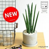 <br><br>���󥹥٥ꥢ�ʥ����å����� ������ �������� ƫ��ȭ <br>�������֡����󥹥������֡������ɥꥫ�����󥻥٥ꥢ�������٥륮������Ϸ�������ݥ���Ⱦò������տ�ʪ