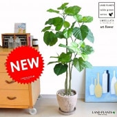 <br><br>��¤�֤Ǥ��ۡ�NEW!!������٥顼�����ߡ��㿧���å�ƫ��ȭ���å�<br>���ϡ����դäѡ�����٥顼���Υե�������������������<br>���͹����տ�ʪ��������<br>�������١����������������륫��ǥ����ץ졼������Υ���������ڡ����ߥơ������