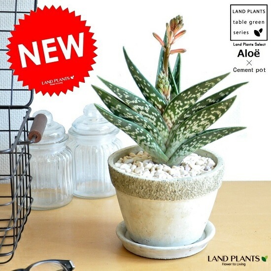 ミスター　アロエまとめ 1534669531783_624345_photo.jpg