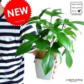 <br><br>�ڤ���� ��å������� 4�� �� �ץ饹���å�ȭ <br>�ե����ǥ�ɥ��󡡤�ä������ȥ�å������顡�ۡ��ۤ��󡡷�Ϸ�������ݥ���Ⱦò������տ�ʪ