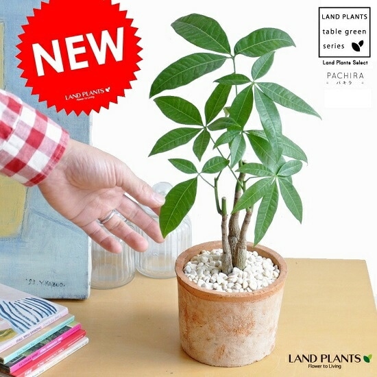珍しい！パキラ3本立！観葉植物‼️縁起物植物！くねくね個性的樹形！高さ145◎ 珍しい！パキラ3本立！観葉植物‼️縁起物植物！くねくね個性的樹