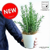 <br><br>�ڤ���� �������ޥ꡼ 4�� �� �ץ饹���å�ȭ <br>Ω������ ���� ȭ���� �ץ�ȭ�������˻Ȥ���  ��奵������  �ϡ���<br>�ޥ�ͥ�����������������������Τ������������Х륳�˥��ȡ���Ϸ�������ݥ���Ⱦò������տ�ʪ