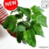 <br><br>�ڤ���� ����ƥ��ʥॵ���� ��̾���⥶������ �� �ץ饹���å�ȭ 4�� <br>Calathea musaica ���������󡡷�Ϸ�������ݥ���Ⱦò������տ�ʪ