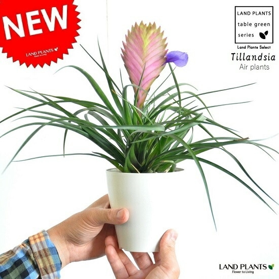 【観葉植物】ハナアナナス　受皿付 PLANCHU 観葉植物 ワリシア キアネア 4号鉢 受け皿付き 育て方説明書