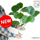 <br><br>����٥顼�� 5�� �� ���饢����ȭ��ŷ�����С˼�����° <br>�ե���������٥顼�� �ե����� <br>�������١���������Υ���������ڡ�����٥顼�������տ�ʪ ����̵��