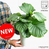 <br><br>����ƥ��ʥ���ӥե��ꥢ�� 6�� �� �ץ饹���å�ȭ <br>�ʼ����դ���Calathea orbifolia�����������󡡷�Ϸ�������ݥ���Ⱦò������տ�ʪ