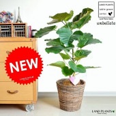 <br><br>����٥顼����7��   7�����åȡ��ڥ������ȥ��å�6����̸�᤭�ۥ֥饦��ȭ���С����åȡ�<br>����°�ʢ��� ����٥饿��ȭ���С��������������������ե����С��������<br><br>���ե������������<br>�������١���������Υ���������ڡ�����٥顼��