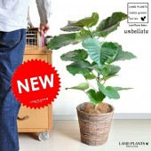 <br><br>NEW!!������٥顼�� �� �㿧ȭ���С����åȡ�<br>����٥饿�������ե����С����ϡ��ȥ꡼�ա��ե�����������١�<br>�������١���������������Υ���������ڡ�����٥顼������Ϸ�������ݥ���Ⱦò������տ�ʪ