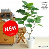 <br><br>����٥顼���ʼ��������� 8�� ���ʤ� �� ���饢����ȭ��ŷ���С��򿧡�