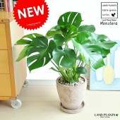 <br><br>��󥹥ƥ�ʥ��硼�ȡ� �㿧 ���å��� �饦��� ƫ��ȭ��ŷ���С��㿧�� <br>ȭ���� ȭ ƫ�� �ƥ饳�å� �Ǿ� <br>�� ���� �֥饦�� �� <br>���տ�ʪ ���� ����̵��