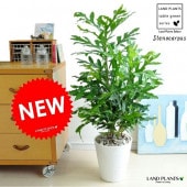 <br><br>NEW!!�����ƥΥ����ѥ�������ʥץ�ȭ�˿����������ƥΥ���ץ������̥��ĥ���<br>Stenocarpus sinuatus���������ȥ�ꥢ�ץ��ġ�<br>��ޥ⥬���ʡ����ƥΥ���ץ�°���ݥ���Ⱦò� ���տ�ʪ ����̵����<br>�򿧥��饢����ȭ���ե����䡼�ۥ�����ĥ꡼