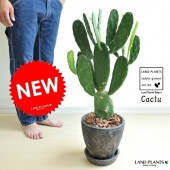 <br><br>NEW!!�������掠�ܥƥ󡡹������å��ݥåȿ��������Х󥶥����ܥƥ�<br>¿����ʪ������������C4������������Ļ˹�ҡ��֥�å��ݥåȡ���Ϸ�������ݥ���Ⱦò������տ�ʪ