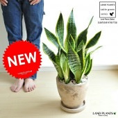 <br><br>���󥹥٥ꥢ �������������ڻ�Ω�ơ����硼�ȡ� �㿧 ���å��� �饦��� ƫ��ȭ <br>���󥻥٥ꥢ �����������ڡ������������ȥ�Υ������ȥ����<br>����奦���ĥ��ȭ��Sansevieria ���տ�ʪ