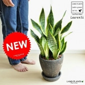 <br><br>���󥹥٥ꥢ �������������ڻ�Ω�ơ����硼�ȡ� ���� ���å��� �饦��� ƫ��ȭ <br>���󥻥٥ꥢ���֥�å��ݥå�<br>�����������ڡ��������ƥ����������������ȥ�Υ������ȥ����<br>����奦���ĥ��ȭ��Sansevieria ���տ�ʪ