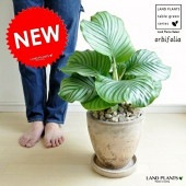 <br><br>����ƥ��ʥ���ӥե��ꥢ�� �㿧 ���å��饦��ɷ� ƫ��ȭ <br>���顼�꡼�� Calathea bifolia��<br>�ġ����ڡ�ȭ�������������󡦷�Ϸ�������ݥ���Ⱦò������տ�ʪ������̵��