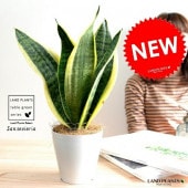 <br><br>�ڤ���� ���󥹥٥ꥢ�ʥ��������� �� �ץ饹���å�ȭ 4��ڥ����ե����С��� <br>ȭ���� ȭ �� ���� �ʤ� ���տ�ʪ �������ƥ� �������ƥ��� <br>�� �ۥ磻�� �ͤ��� �� �饦��� �ȥ�Υ� �פ���