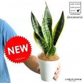 <br><br>�ڤ���ۥ��󥹥٥ꥢ�ʥ��������� 4�� �ץ饹���å�ȭ �򿧡ڥ����ե����С���  <br>¿����ʪ����������ȥ��������������ȥ����Sansevieria trifasciata��<br>���󥻥٥ꥢ���������ƥ������ġ����ڡ���Ϸ�������ݥ���Ⱦò������տ�ʪ���פ���