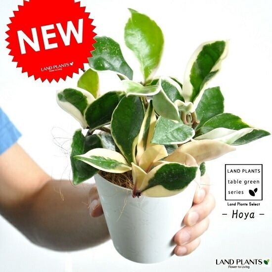 チャーム（ペット） （観葉植物）ホヤ カルノーサ（サクララン