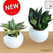 <br><br>�����٤� 2����� ���󥹥٥ꥢ���򿧴ݷ�ƫ��ȭ�˿����������٤륵�󥻥٥ꥢ��<br>Sansevieria trifasciata�����ĥХ��ȥ���󡦥��ȥ����ε������<br>�������������������ȥ�Υ����פ�������奦���ĥ��<br>��Ϸ�������ݥ���Ⱦò������տ�ʪ