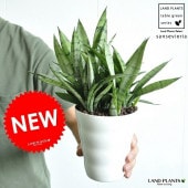 <br><br>���󥹥٥ꥢ�ʥ���С��ץ�󥻥��� 4�� �� �ץ饹���å�ȭ�ʼ����դ��� <br>¿����ʪ����������ȥ��������������ȥ����Sansevieria trifasciata��<br>���󥻥٥ꥢ���ġ����ڡ���Ϸ�������ݥ���Ⱦò������տ�ʪ