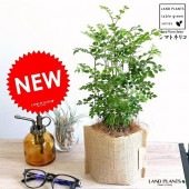 <br><br>���ޥȥͥꥳ �����ޡ� ȭ���С����å� 3�� ������ ��Ω�� <br>�ȥͥꥳ ȭ���� ���� �� ��ȥͥꥳ <br>���� �� Cannabis ���տ�ʪ