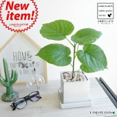 <br><br>����٥顼�� �� ���塼�ַ� ƫ��ȭ S�������ʤڥ֥�� <br>�� �ۥ磻�� �� ���� ƫ�� ����ȭ �ͳ� �������� ���塼�� <br>���տ�ʪ ����̵��