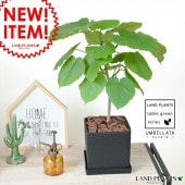 <br><br>����٥顼�������������塼��ƫ�M���������ڴ��տ�ʪ�ۡ�<br>�֥�å���ƫ��ȭ������ȭ���ͳѡ���������