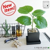 <br><br>����٥顼�� ���� ���塼�ַ� ƫ��ȭ S�����������С�������������� <br>�� �֥�å� �� ���� ƫ�� ����ȭ �ͳ� �������� ���塼�� <br>���տ�ʪ ����̵��