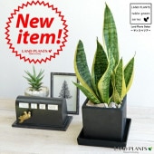 <br><br>���󥹥٥ꥢ�ʥ��������� ���� ���塼�ַ� ƫ��ȭ S�����������С��������������  <br>�֥�å���ƫ��ȭ������ȭ���ͳѡ�����������<br>�פ������������ƥ������󥻥٥ꥢ ���տ�ʪ ����̵��