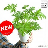 <br><br>�ڤ���� ���ȥ꥽������������ڡ� 4�� �� �ץ饹���å�ȭ <br>����𡦥˥�������˥��ࡦ����󥽥�������ƥåɥ���˥��ࡡ<br>����𡡲�Ϣ���ġ����ڡ��㡡���������衡�����������к����ǥ�Ǯ�к�