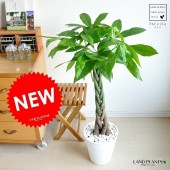 <br><br>�ѥ����5���Թ��ߡ� �� ���饢����ȭ 8�� <br>ȭ���� �ͥ��ͥ� ȯ��� �������ƥ��� ���ˤ� ���۽ˤ� ���Ƚˤ� £��ʪ �ץ쥼��� ������� ����ƥꥢ