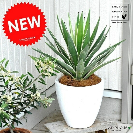 アガベ　ハクセンコウ　白閃光　10号鉢つき　特大❗曲がり❗ アガベ ハクセンコウ 白閃光 10号鉢つき 特大❗曲がり❗