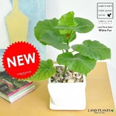 <br><br>����٥顼�� �ɤä��ꤷ�� �� ��� ƫ��ȭ�ʤڥ֥�� <br>����٥顼���������١�������������ڡ���Ϸ�������ݥ���Ⱦò������տ�ʪ