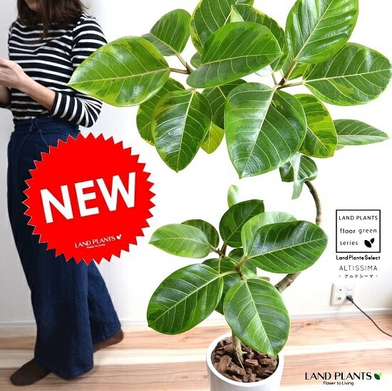 フィカス アルテシマ 自然樹形 斑入り アルテシマ 樹形