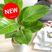 <br><br>����ƥ����� �� �ץ饹���å�ȭ 4�� <br>����ƥ����� �Хꥨ������ ������ �������� <br>ȭ���� ���� �� �� �ۥ磻�� �ݷ�