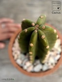 <br>���ܥƥ���쥵�ܥƥ�1��Ω���� �㿧 �⥹�ݥå� ���������� ƫ��ȭ��ŷ�����С� <br>1F �쥵�ܥƥ� ¿����ʪ �ȥ��ʥ����ܥƥ� ���ʤ����ܥƥ� ��������<br>ȭ���� ȭ �Ǿ� �ƥ饳�å� <br>�� �֥饦�� �� �ݷ� <br>���տ�ʪ ��ʪ ����̵��
