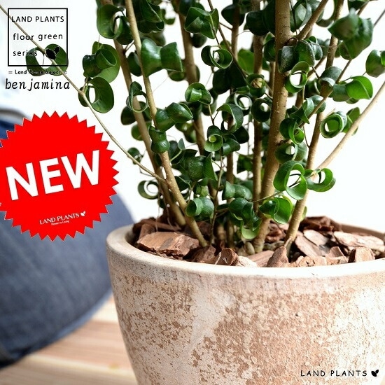 観葉植物 茶色の鉢付き ベンジャミン 【公式通販】