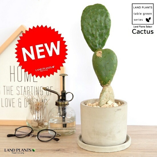 希少】 サボテン ウチワサボテン（3段団子） セメント シリンダー型