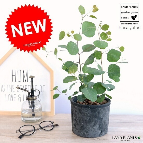 大きめ ユーカリ ポポラス 壺型テラコッタ鉢植え 苗 シンボルツリー