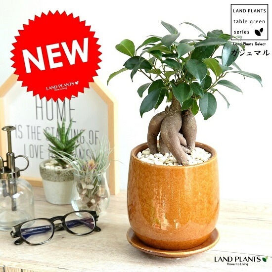 がじゅまる 楽天市場】ガジュマル（幹太） 白色 大丸 陶器鉢 （10鉢）【天然砕石