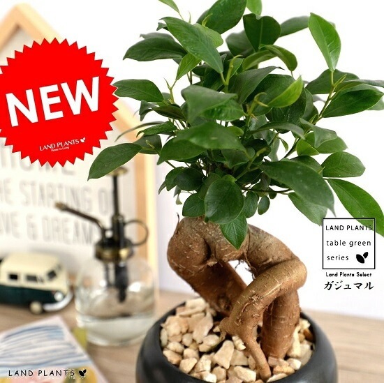 br><br>ガジュマル（幹太） 黒色 大丸 陶器鉢【天然砕石・受皿・育て方