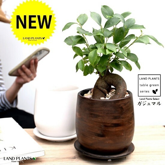 がじゅまる 楽天市場】がじゅまる（幹太タイプ） 白色 大丸 陶器鉢（天然砕石