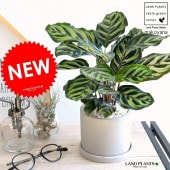 ����ƥ��ʥޥ���ʡ� ������ ���������� ƫ��ȭ ȭ���� ȭ �� ���� ���տ�ʪ ����̵�� ���� �� ���졼 �ͤ��� �� �饦���