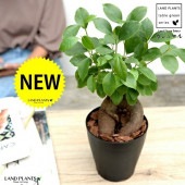 ������ޥ� �ʴ����� ���� �ץ饹���å�ȭ 4�� <br>ȭ���� ȭ �� ���� ���տ�ʪ <br>�� �֥�å� �� �饦��� ����̵��