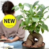 ������ޥ� �ʴ����� ���� �ץ饹���å�ȭ 4�� <br>ȭ���� ȭ �� ���� ���տ�ʪ <br>�� �֥�å� �� �饦��� ����̵��