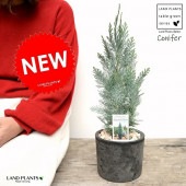 <br>�����ʥꥹ���饦���ʥ��˥ե����� ���� �⥹�ݥå� ���������� ƫ��ȭ��ŷ�����С� <br>�����ʥꥹ �ҥΥ� ���ꥹ�ޥ��ĥ꡼ ����ܥ�ĥ꡼ <br>���ռ� ȭ���� ȭ �Ǿ� �ƥ饳�å� <br>�� �֥�å� �� �ݷ� <br>���տ�ʪ ��ʪ ����̵��