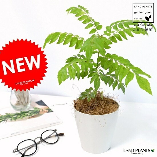 カレーリーフ苗　鉢ごと発送 楽天市場】☆スーパーSALE 10%OFF☆《カレーリーフ ポット苗 / 4号鉢