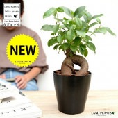 ������ޥ� �ʴ����� ���� �ץ饹���å�ȭ 4�� <br>ȭ���� ȭ �� ���� ���տ�ʪ <br>�� �֥�å� �� �饦��� ����̵��