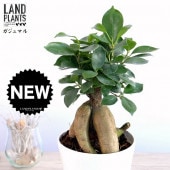 <br><br>�ʴ��������ס˥�����ޥ� �� 4�� �ץ饹���å�ȭ �˥󥸥�<br>������ޥ���� ������ޤ� �˥󥸥󥬥���ޥ� �ͻ�<br>ȭ���� ȭ �� ���� �� �ۥ磻�� ���տ�ʪ ����̵��